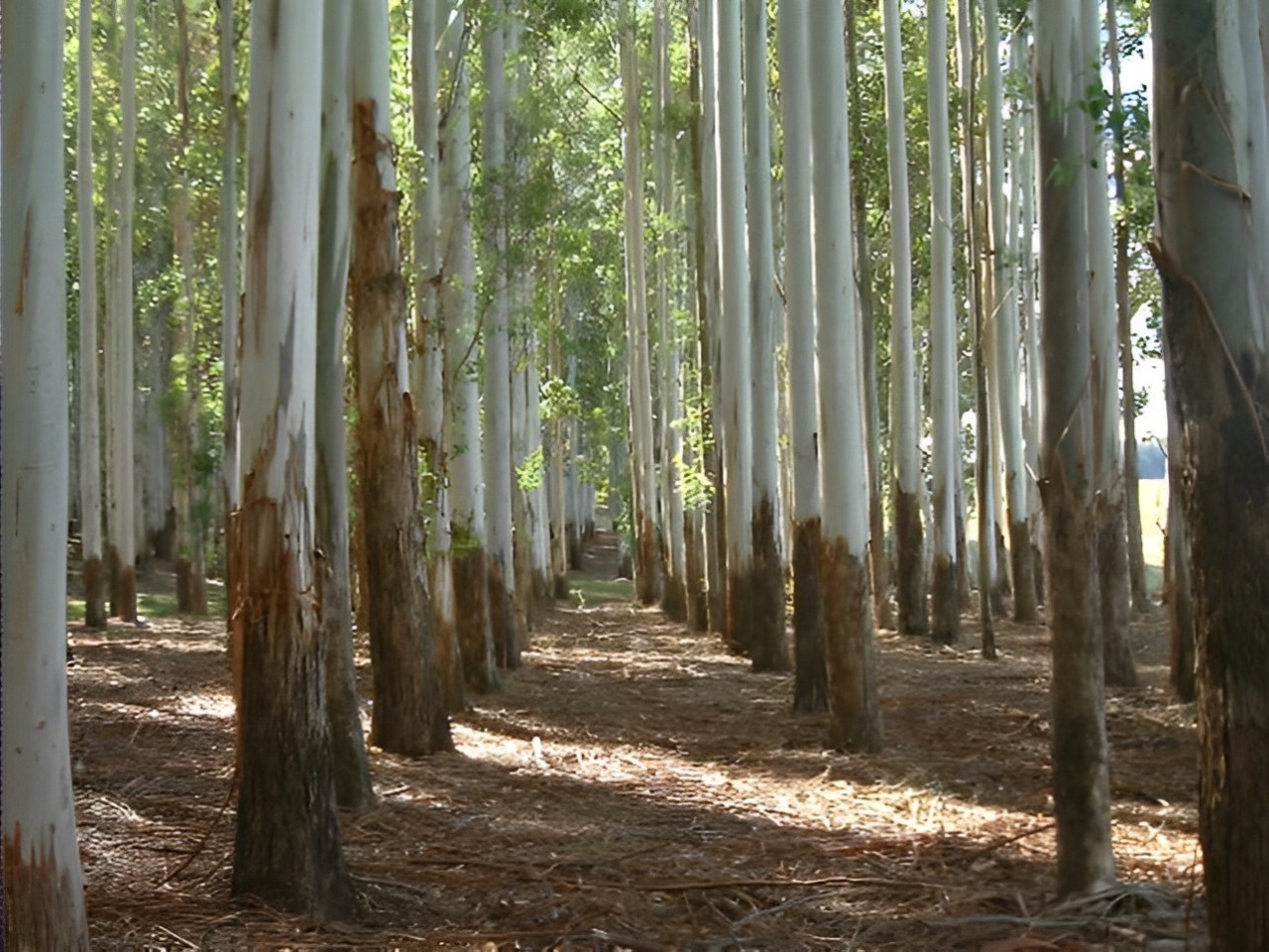 Rừng khuynh diệp