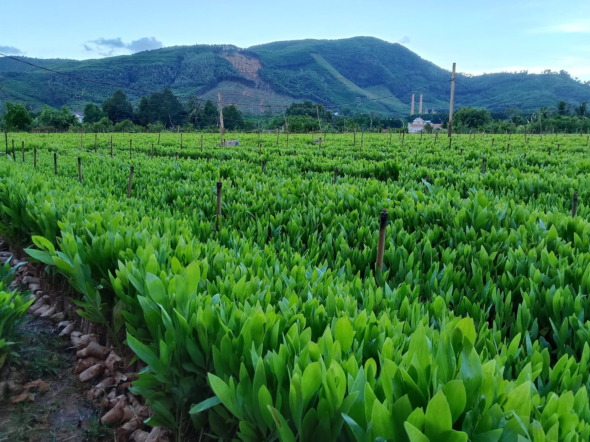 Vườn ươm giống